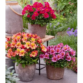 BALDUR Garten Winterharte Alstromeria-Kollektion 'Incalys®',3 Pflanzen, Neuzüchtung, winterhart bis -8°C, blühender Blickfang von Mai bis Oktob...