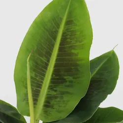 Plant in a Box Zwergbanane - Musa Oriental Dwarf 4er Set Höhe 25-40cm