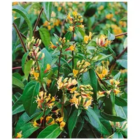 Pflanzen Für Dich Lonicera henryi 'Copper Beauty', immergrün, 60–100