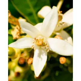 YODEYMA Résolu Eau de Parfum 100 ml