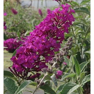 Buddleja buzz Pink Purple - Zwerg-Schmetterlingsflieder 30-40
