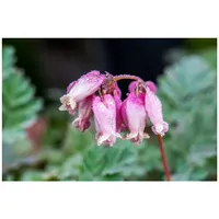 Pflanzen Für Dich Dicentra formosa 'Luxuriant', Tränendes Herz, ca.