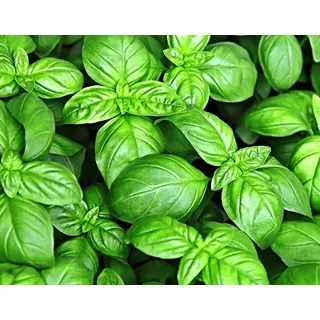 Basilikum Samen, Italiano classico, "sweet Genovese", auch für Pesto (1000 Samen)