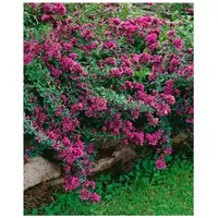 Pflanzen Für Dich Origanum laevigatum 'Herrenhausen', Zier-Oregano, purpurrosa, ca.
