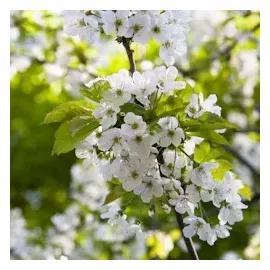 Plant in a Box - Apfelbaum mit 3 Apfelsorten in einem Baum Höhe 60-70 cm - Topf 17cm
