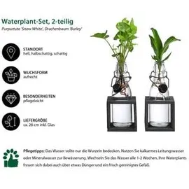 Dehner Waterplant-Set Grünpflanzen in Glasflaschen, 2-teilig,