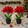 I.GE.A. Kunstblume I.GE.A. "Amaryllis im Topf", rot, B:17cm H:28cm L:14cm, Polyester, Kunstpflanzen, 2erSet Blume Weihnachtsblume Weihnachtsdeko Winterblume Floristik Deko