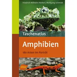 Amphibien