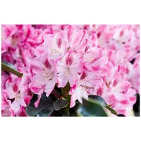 Pflanzen Für Dich Rhododendron Hybr. 'Helen Martin', rosa Blüten,