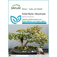 SAFLAX - Bonsai - Echte Myrte/Brautmyrte - 30 Samen