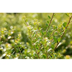 Ilex crenata 'Stokes', Japanische Stechpalme, immergrün, 40–60 cm