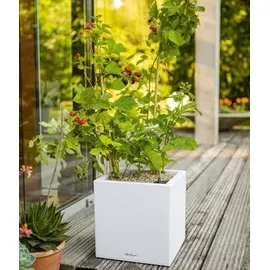 LECHUZA Canto Stone 14 Komplettset 14 x 14 x 13,5 cm quarzweiß