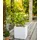 LECHUZA Canto Stone 14 Komplettset 14 x 14 x 13,5 cm quarzweiß