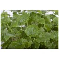 Pflanzen Für Dich Melissa officinalis Limonii Zitronenmelisse, ca. 9x9