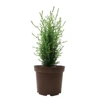 Pflanzen Für Dich Juniperus communis Arnold Wacholder 30–40 cm