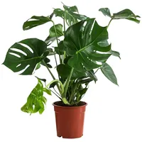 Dehner Fensterblatt Ø Monstera deliciosa, Grün