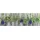 Astra Miabella 50 x 150 cm Grün