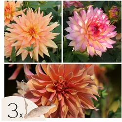 Plant in a Box - Dahlien - 3er Set - Dahlia 'Labyrinth', 'Labyrint Twotone' - Dahlienknollen