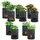 casativo-garden Pflanzsack 10L