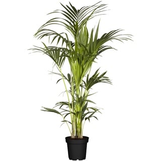 Kentiapalme - Howea Forsteriana, Höhe 100-120 cm, Ø20 cm Topf, 1 Pflanze