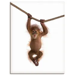 Wandbild ARTLAND "Baby Orang Utan hängt an Seil II", weiß (farbe bild(er): weiß), B:60cm H:80cm, Bilder, als Alubild, Outdoorbild, Leinwandbild, Poster, Wandaufkleber