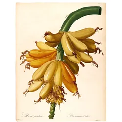 Bild KOMAR "Plantains", grün (farbe bild(er): grün, gelb), B:40cm H:50cm, Papier, Holz, Bilder, Wandbild zur Dekoration - ohne Rahmen