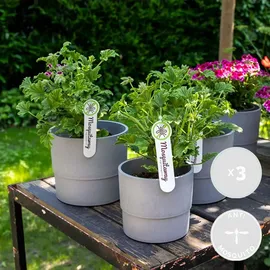 Herbie Pelargonium Graveolens Spielfigurenset 3er Set - Höhe 15-25 cm - Topf 12 cm - Grün