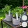 Herbie Pelargonium Graveolens Spielfigurenset 3er Set - Höhe 15-25 cm - Topf 12 cm - Grün