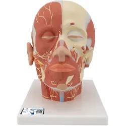 Kopfmodell mit Muskulatur & Nerven - 3B Smart Anatomy