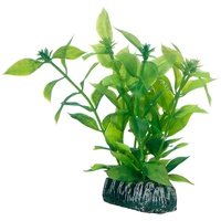 Dohse Hygrophila 13 cm