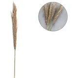 Marrakesch Orient & Mediterran Interior Pampasgras Trockenblumen Natur | Pampaszweig Deko 135cm