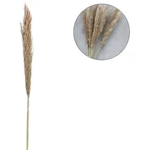 Marrakesch Orient & Mediterran Interior Pampasgras Trockenblumen Natur | Pampaszweig Deko 135cm