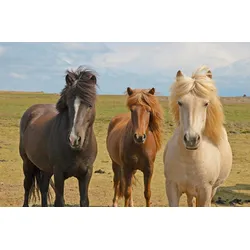 Fototapete PAPERMOON "ISLAND-PFERDE-PONY TIER LANDSCHAFT FELD MEER INSEL XXL", bunt, B:4,00m L:2,60m, Vlies, Tapeten