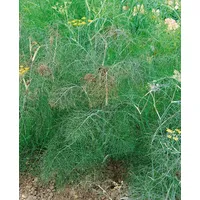 Pflanzen Für Dich Foeniculum vulgare 'Atropurpureum' ca. 9x9 cm