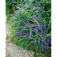 Pflanzen Für Dich Tradescantia x andersoniana 'Leonora', ca. 9x9