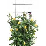 Kadax Rankgitter 60 x 150 cm Schwarz