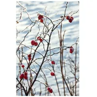 Pflanzen Für Dich Rosa canina c 3 40- 60