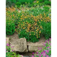 Pflanzen Für Dich Geum x heldreichii 'Sigiswang', Nelkenwurz, orange,