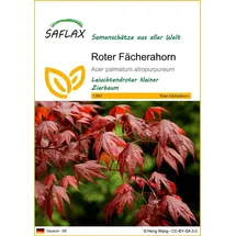 SAFLAX - Roter Fächerahorn - 20 Samen - Acer palmatum