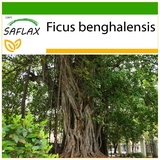 Saflax - Bengalische Würgefeige - 20 Samen - Mit keimfreiem Anzuchtsubstrat - Ficus benghalensis