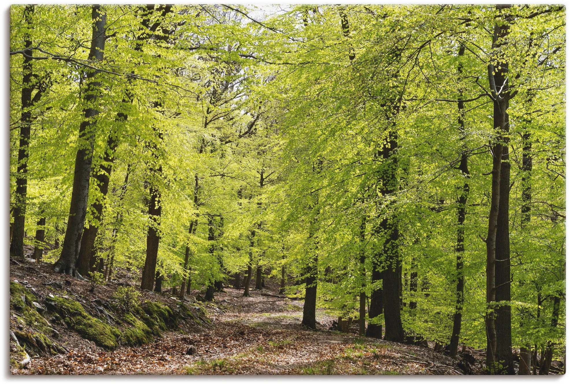 Wandbild ARTLAND "Die Buchen im Frühling" Bilder Gr. B/H: 90 cm x 60 cm, Leinwandbild Wald, 1 St., grün Bild Kunstdruck Leinwandbild Kunstdrucke Bilder als Alubild, Leinwandbild, Wandaufkleber oder Poster in versch. Größen