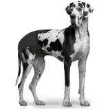 DUVO+ Hundewindel Schutzhose Maße: 50 - 59 cm