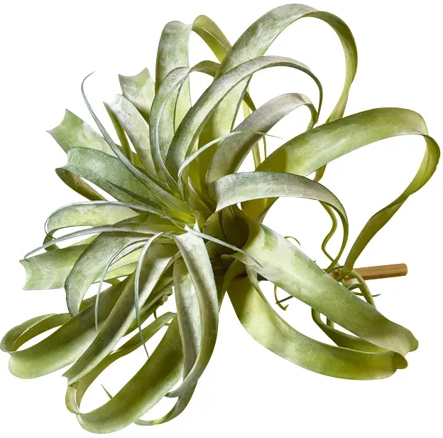 Tillandsia 30cm grün