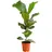 Dehner Geigenfeige, Ø Ficus lyrata, Grün