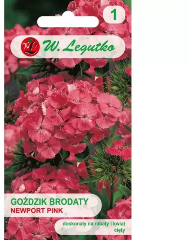 Bartnelke „Newport Pink“, lachsrosa