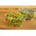 Papstar Salatschalen R-PET rund 500 ml Ø 15,5 cm 50 St. Glasklar
