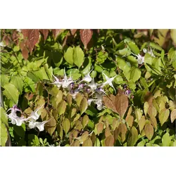 Epimedium grandiflorum 'Akebono', Elfenblume, rosa, ca. 9x9 cm Topf