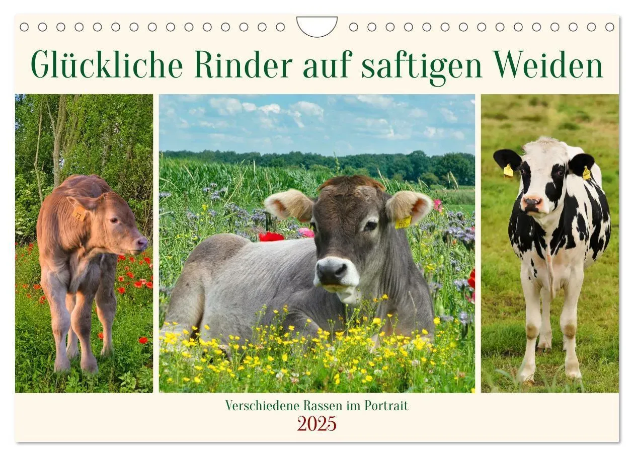 Glückliche Rinder Auf Saftigen Weiden (Wandkalender 2025 Din A4 Quer)  Calvendo Monatskalender