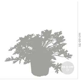 Herbie Pelargonium Graveolens Spielfigurenset 3er Set - Höhe 15-25 cm - Topf 12 cm - Grün