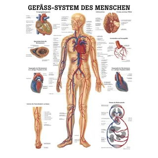 Lehrtafel, Poster - Das Gefäßsystem des Menschen, laminiert, 70 x 100 cm